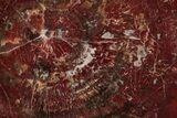 Vibrant Red Petrified Wood (Araucarioxylon) Round - Arizona #307974-1